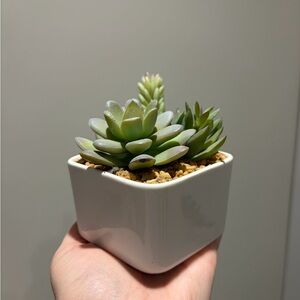 Artificial Succulent